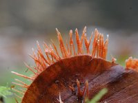 Anthina flammea 10, Vlammenstaart, Saxifraga-Luuk Vermeer