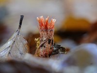 Anthina flammea 11, Vlammenstaart, Saxifraga-Luuk Vermeer