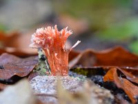 Anthina flammea 13, Vlammenstaart, Saxifraga-Luuk Vermeer