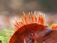 Anthina flammea 2, Vlammenstaart, Saxifraga-Luuk Vermeer