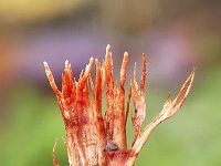 Anthina flammea 4, Vlammenstaart, Saxifraga-Luuk Vermeer