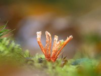 Anthina flammea 5, Vlammenstaart, Saxifraga-Luuk Vermeer