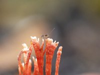 Anthina flammea 6, Vlammenstaart, Saxifraga-Luuk Vermeer