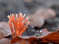 Anthina flammea 7, Vlammenstaart, Saxifraga-Luuk Vermeer