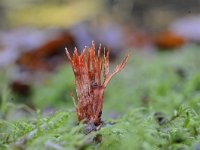 Anthina flammea 8, Vlammenstaart, Saxifraga-Luuk Vermeer