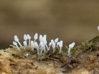 Arcyria cinerea 2, Asgrauw netwatje, Saxifraga-Luuk Vermeer