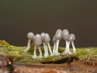 Arcyria cinerea 4, Asgrauw netwatje, Saxifraga-Luuk Vermeer