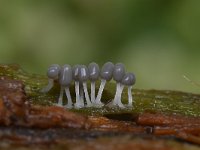 Arcyria cinerea 8, Asgrauw netwatje, Saxifraga-Luuk Vermeer