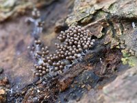 Arcyria cinerea 9,  Asgrauw netwatje, Saxifraga-Luuk Vermeer