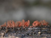 Arcyria denudata 11, Karmozijnrood netwatje, Saxifraga-Luuk Vermeer