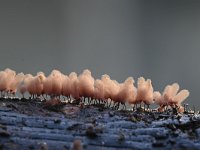 Arcyria denudata 14, Karmozijnrood netwatje, Saxifraga-Luuk Vermeer