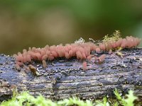 Arcyria denudata 19, Karmozijnrood netwatje, Saxifraga-Luuk Vermeer