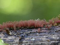 Arcyria denudata 20, Karmozijnrood netwatje, Saxifraga-Luuk Vermeer