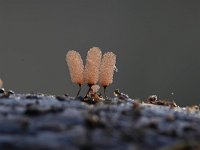 Arcyria denudata 21, Karmozijnrood netwatje, Saxifraga-Luuk Vermeer