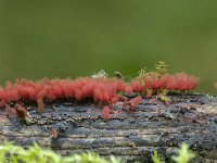 Arcyria denudata 4, Karmozijnrood netwatje, Saxifraga-Luuk Vermeer