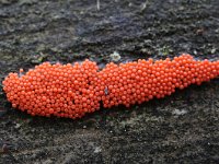 Arcyria ferruginea 1, Roodstelig netwatje, Saxifraga-Luuk Vermeer