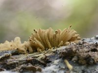 Arcyria obvelata 12, Lang netwatje, Saxifraga-Luuk Vermeer