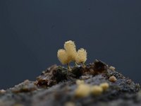 Arcyria pomiformis 5, Kluwennetwatje, Saxifraga-Luuk Vermeer