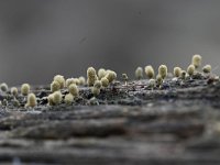 Arcyria pomiformis 6, Kluwennetwatje, Saxifraga-Luuk Vermeer