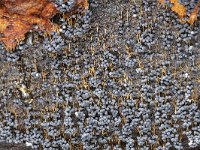 Badhamia utricularis 10, Troskalknetje, Saxifraga-Luuk Vermeer