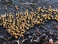 Badhamia utricularis 13, Troskalknetje, Saxifraga-Luuk Vermeer