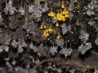 Badhamia utricularis 17, Troskalknetje, Saxifraga-Jan Nijendijk