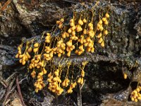 Badhamia utricularis 2, Troskalknetje, Saxifraga-Luuk Vermeer