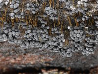 Badhamia utricularis 28, Troskalknetje, Saxifraga-Luuk Vermeer