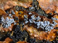 Badhamia utricularis 30, Troskalknetje, Saxifraga-Luuk Vermeer