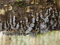 Badhamia utricularis 4, Troskalknetje, Saxifraga-Luuk Vermeer