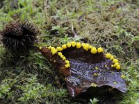 Badhamia utricularis 45, Troskalknetje, Saxifraga-Luuk Vermeer