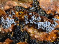 Badhamia utricularis 47, Troskalknetje, Saxifraga-Luuk Vermeer