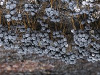 Badhamia utricularis 48, Troskalknetje, Saxifraga-Luuk Vermeer