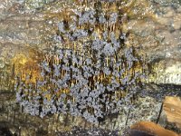 Badhamia utricularis 5, Troskalknetje, Saxifraga-Luuk Vermeer