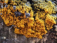 Badhamia utricularis 50, Troskalknetje, Saxifraga-Luuk Vermeer