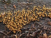 Badhamia utricularis 6, Troskalknetje, Saxifraga-Luuk Vermeer