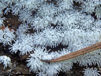 Ceratiomyxa fruticulosa 1, Gewoon ijsvingertje, Saxifraga-Lucien Rommelaars