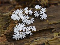 Ceratiomyxa fruticulosa 10, Gewoon ijsvingertje, Saxifraga-Luuk Vermeer