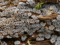 Ceratiomyxa fruticulosa 11, Gewoon ijsvingertje, Saxifraga-Luuk Vermeer