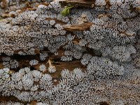 Ceratiomyxa fruticulosa 12, Gewoon ijsvingertje, Saxifraga-Luuk Vermeer