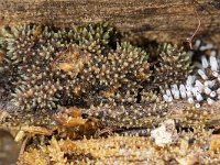 Ceratiomyxa fruticulosa 13, Gewoon ijsvingertje, Saxifraga-Luuk Vermeer