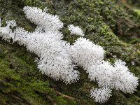 Ceratiomyxa fruticulosa 14, Gewoon ijsvingertje, Saxifraga-Luuk Vermeer