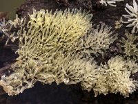 Ceratiomyxa fruticulosa 16, Gewoon ijsvingertje, Saxifraga-Luuk Vermeer