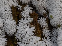 Ceratiomyxa fruticulosa 17, Gewoon ijsvingertje, Saxifraga-Luuk Vermeer