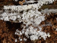 Ceratiomyxa fruticulosa 19, Gewoon ijsvingertje, Saxifraga-Luuk Vermeer (2)