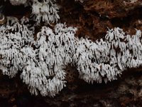 Ceratiomyxa fruticulosa 20, Gewoon ijsvingertje, Saxifraga-Luuk Vermeer