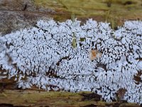 Ceratiomyxa fruticulosa 21, Gewoon ijsvingertje, Saxifraga-Luuk Vermeer