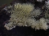 Ceratiomyxa fruticulosa 22, Gewoon ijsvingertje, Saxifraga-Luuk Vermeer