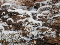 Ceratiomyxa fruticulosa 23, Gewoon ijsvingertje, Saxifraga-Foto Fitis-Sytske Dijksen