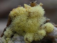 Ceratiomyxa fruticulosa 24, Gewoon ijsvingertje, Saxifraga-Luuk Vermeer